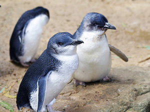 Fairy Penguins in Stanley